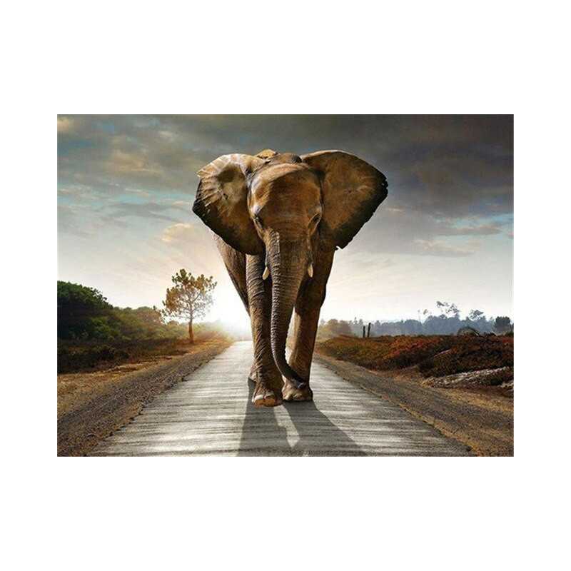 éléphant sur route