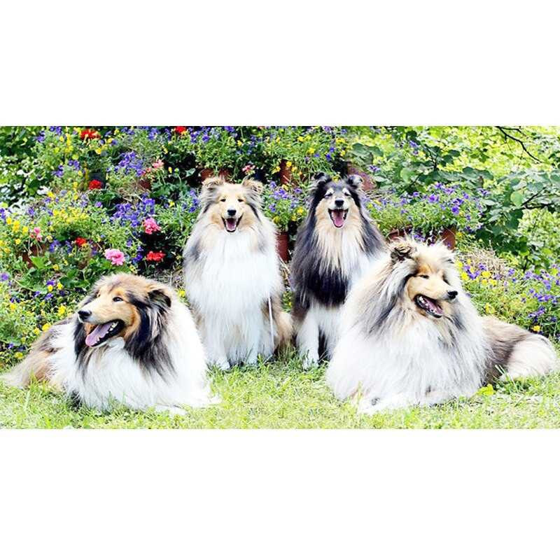 4 chiens dans les fleurs