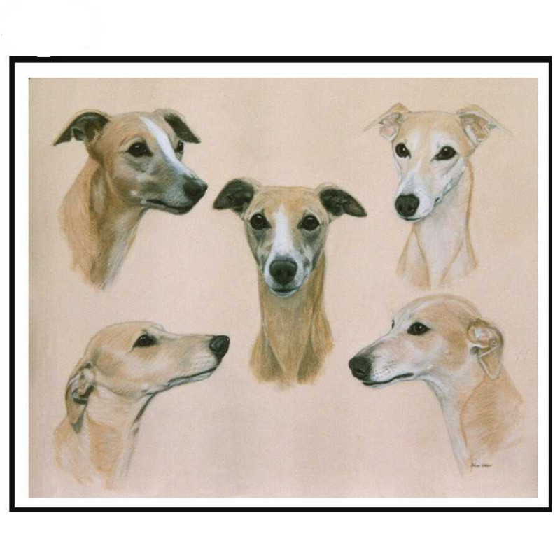 5 whippets