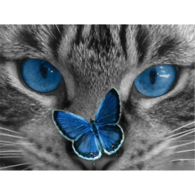 Diamant Painting Chat Intrigué par Délicat Papillon Bleu