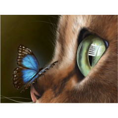 Broderie Diamant - oeil de chat sur papillon