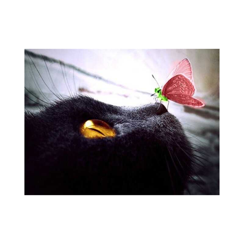 Broderie Diamant yeux chat noir papillon