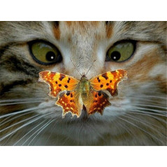 Broderie Diamant - chat louchant sur un papillon
