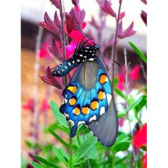 Broderie Diamant - Fleurs Et Papillon couleur 3D C