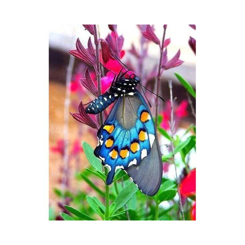 Fleurs Et Papillon couleur 3D C