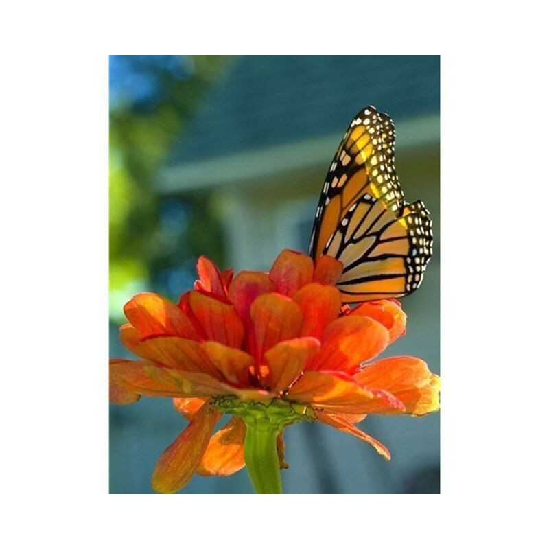 Fleurs Et Papillon couleur 3D D