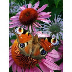 Broderie Diamant - Fleurs Et Papillon couleur 3D F