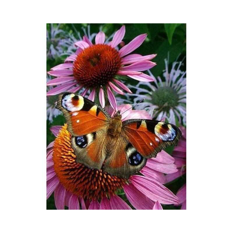 Fleurs Et Papillon couleur 3D F
