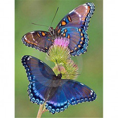 Diamond Painting - Broderie Diamant - Fleurs Et Papillon couleur 3D K