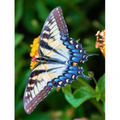 Broderie Diamant - Fleurs Et Papillon couleur 3D S
